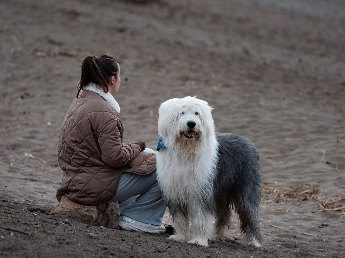 Old English Sheepdog im Foto