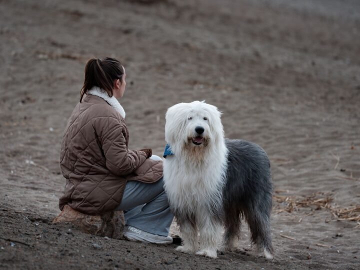 Old English Sheepdog im Foto
