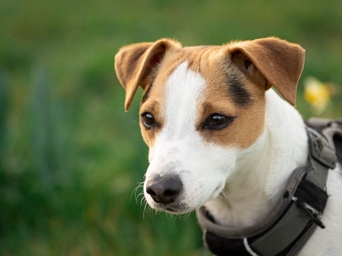 Parson Russell Terrier im Foto