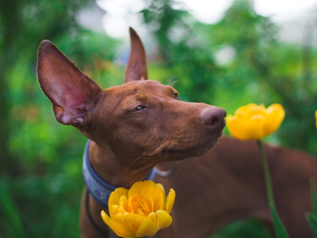 Pharaonenhund im Foto