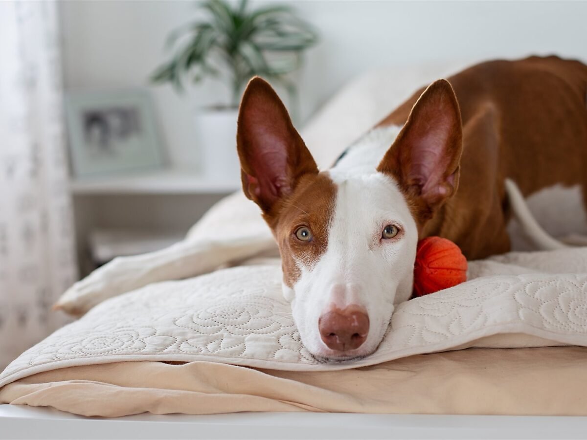 Podenco Ibicenco im Foto