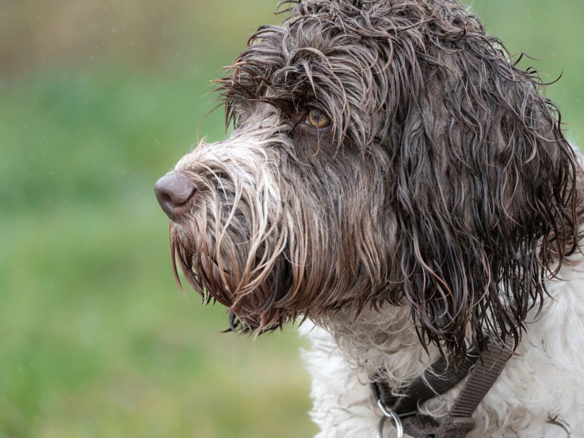 Portugiesischer Wasserhund im Foto
