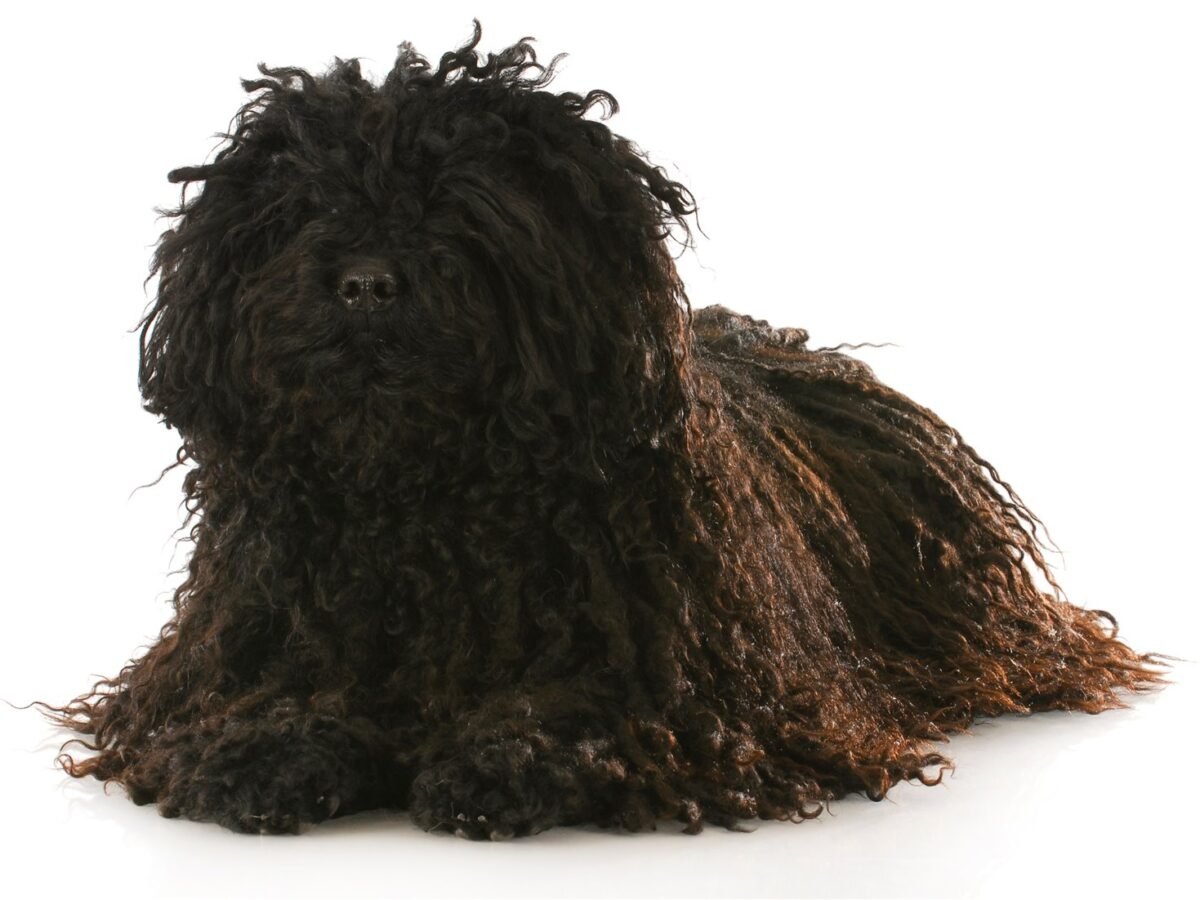 Puli im Foto