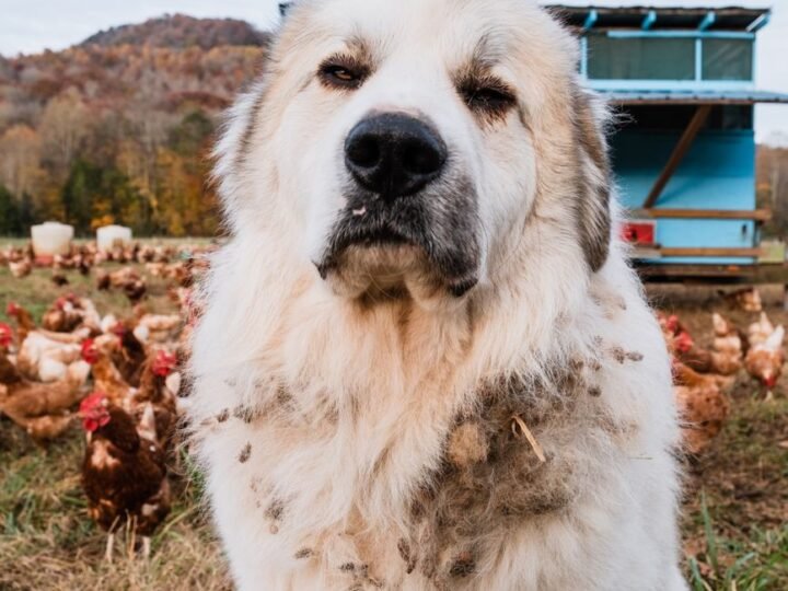 Pyrenäenmastiff im Foto