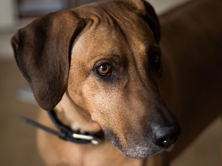 Rhodesian Ridgeback im Foto
