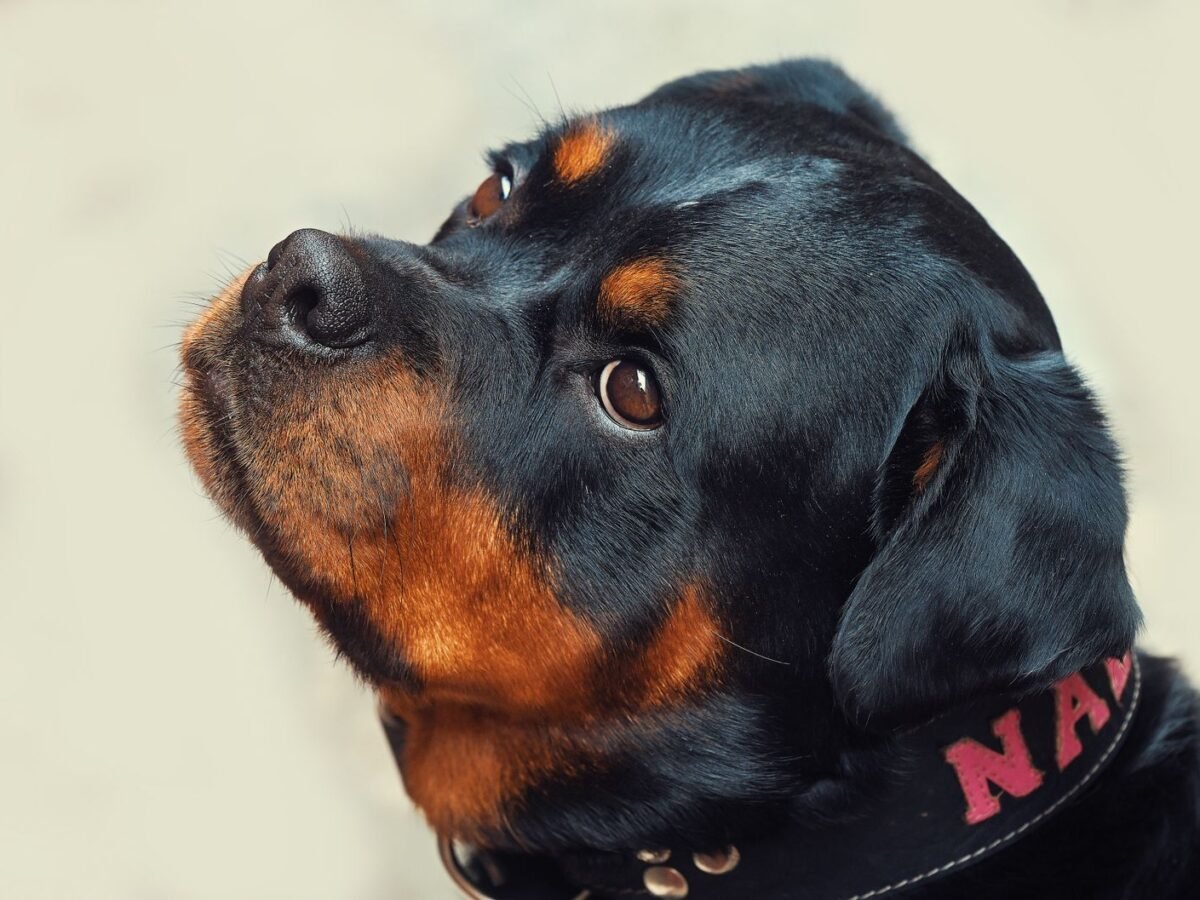 Rottweiler im Foto