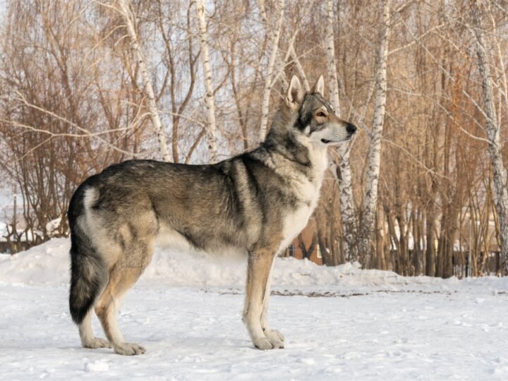 Saarloos Wolfhond im Foto