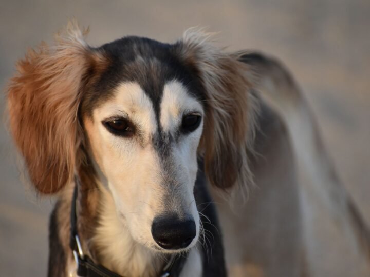 Saluki im Foto