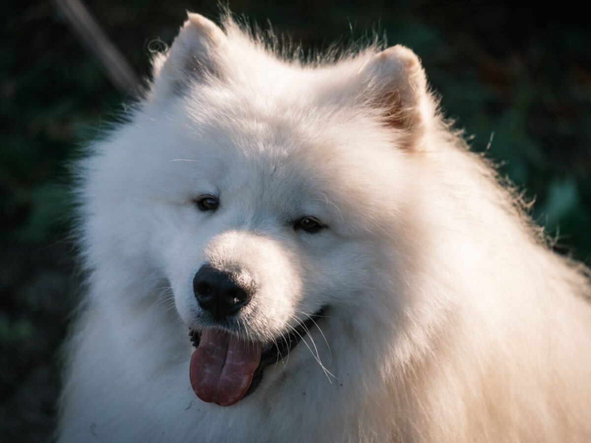 Samojede im Foto