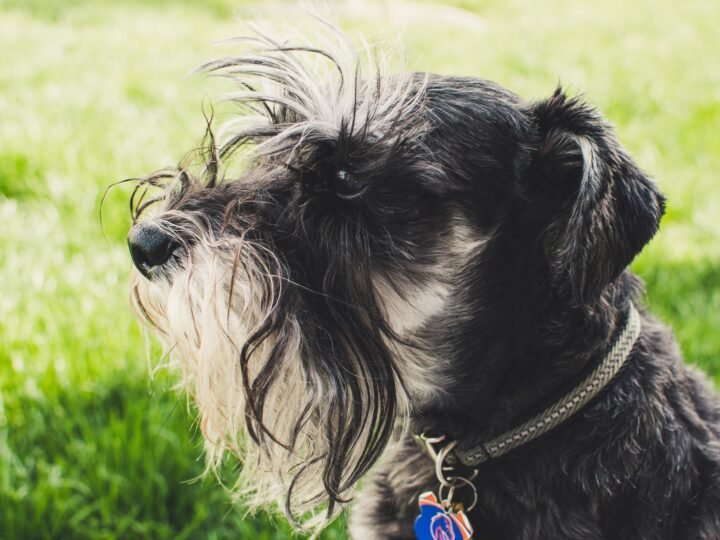 Schnauzer im Foto