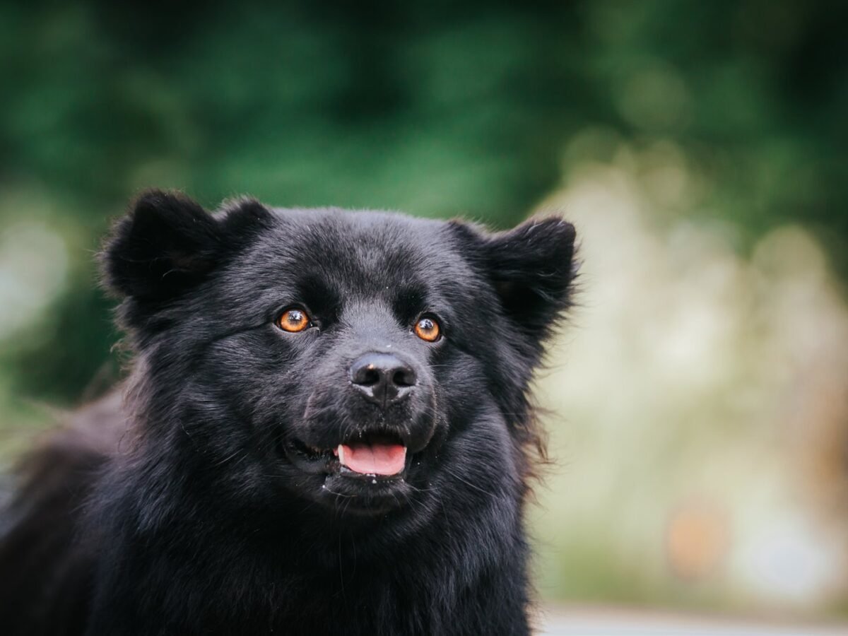 Schwedischer Lapphund im Foto