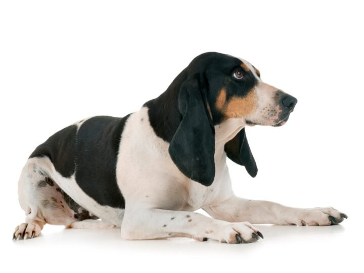 Schweizer Laufhund im Foto