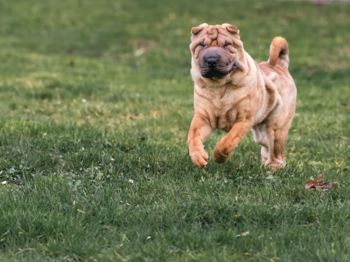 Shar Pei im Foto