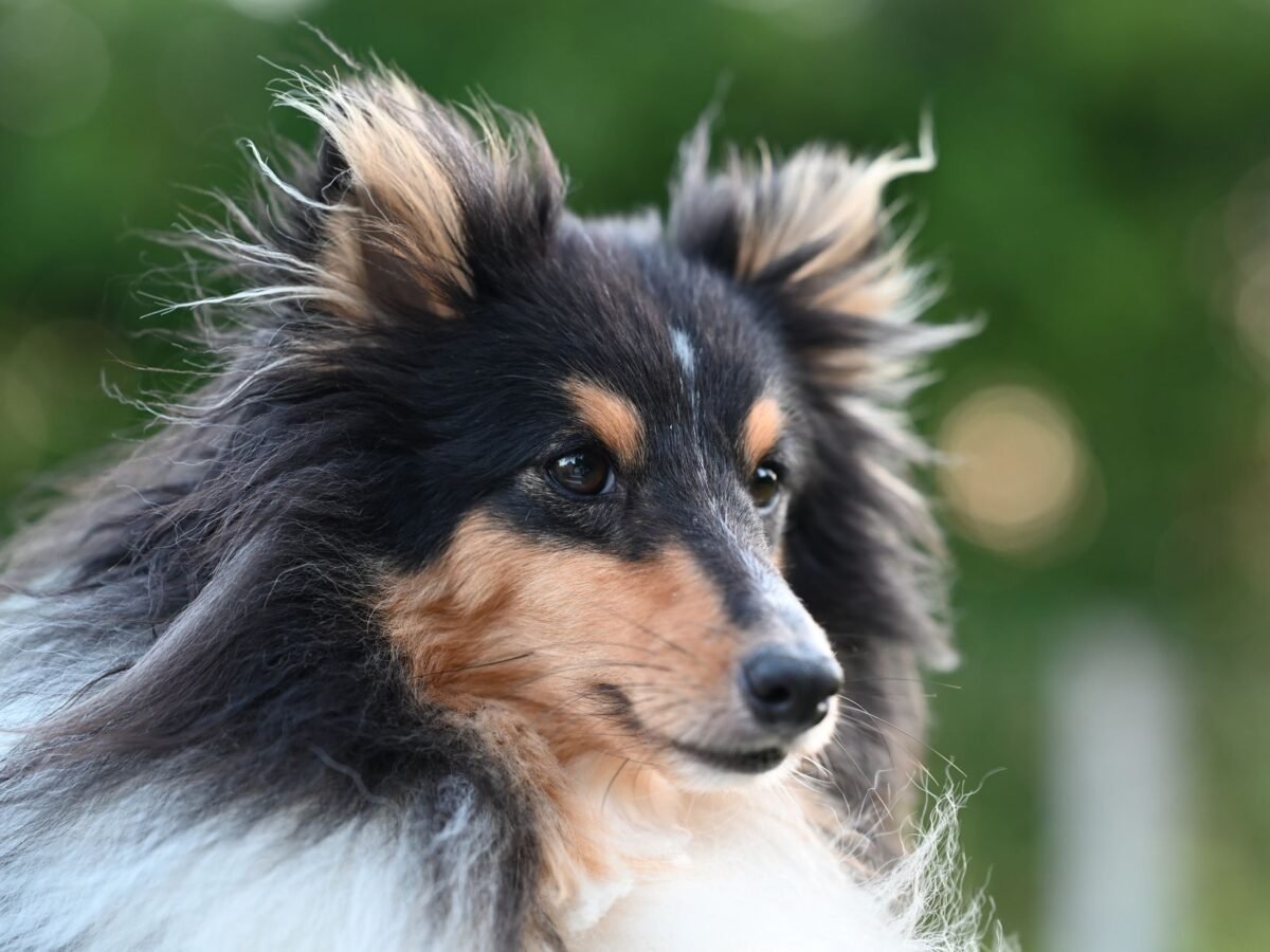 Shetland Sheepdog im Foto