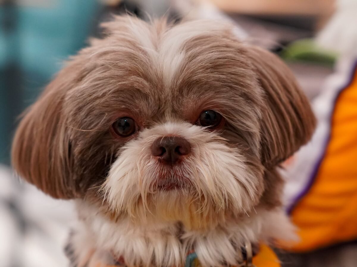 Shih Tzu im Foto