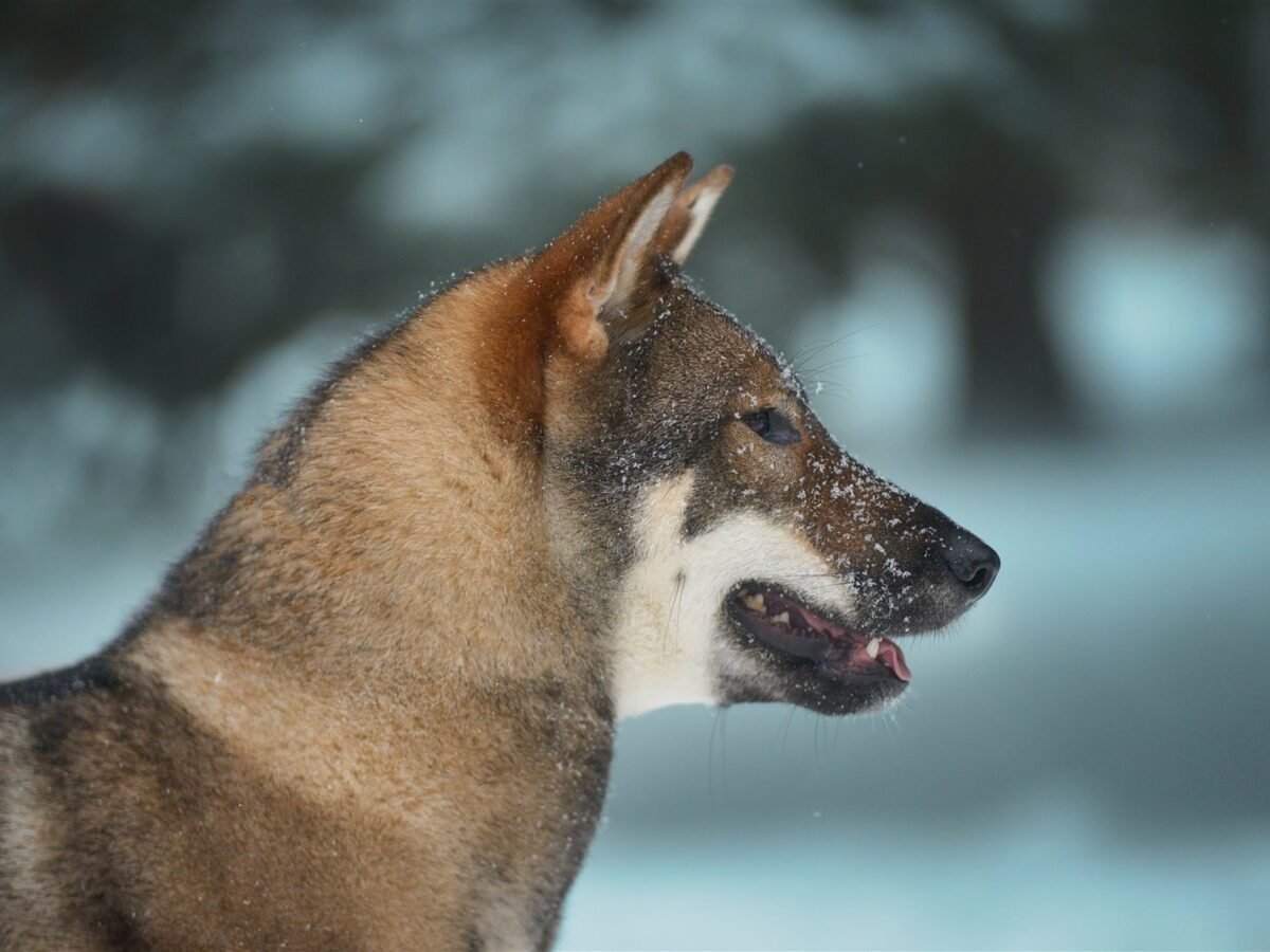 Shikoku im Foto