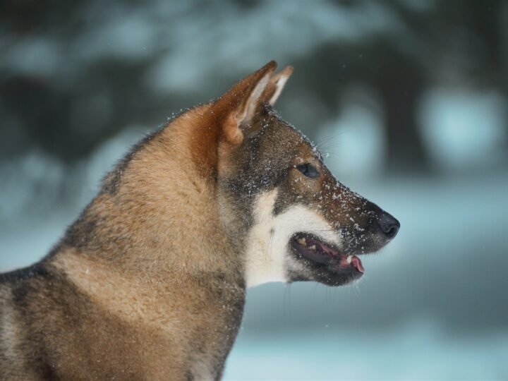 Shikoku im Foto