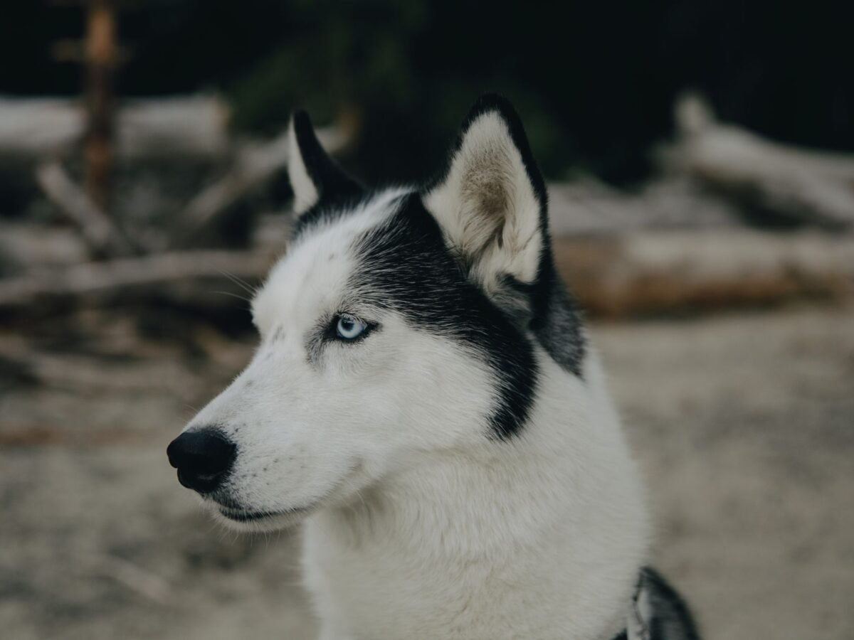 Siberian Husky im Foto