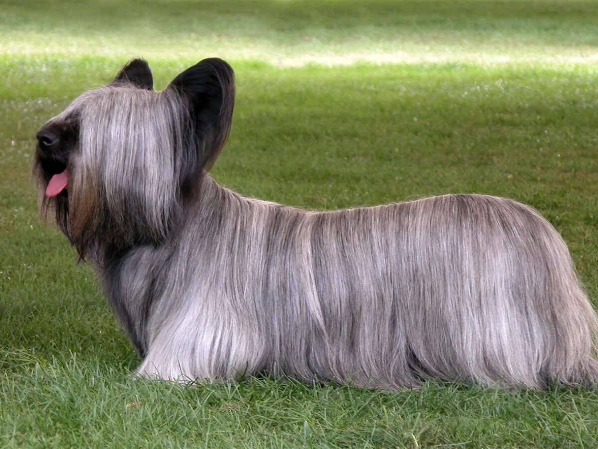 Skye Terrier im Foto