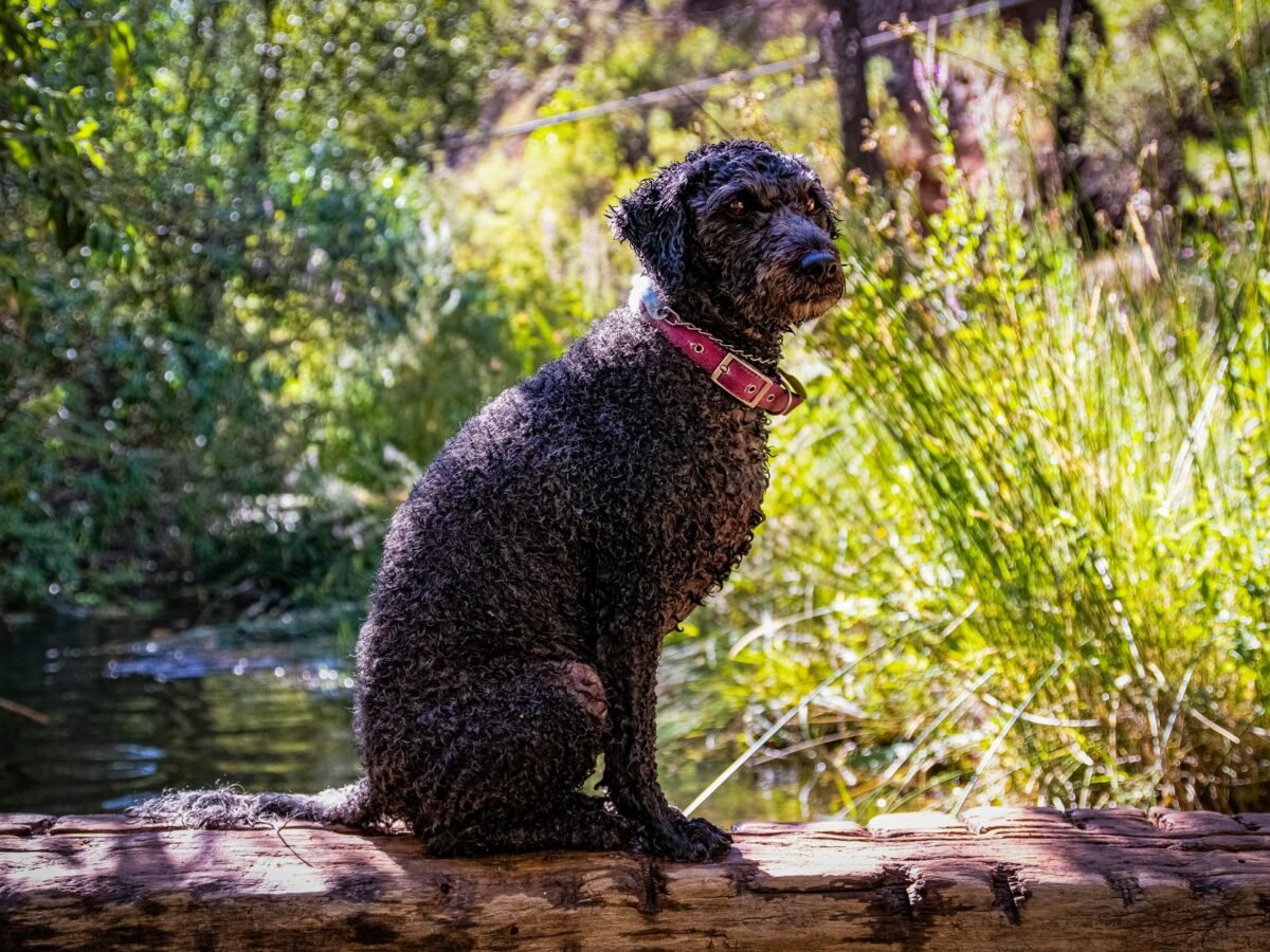 Spanischer Wasserhund im Foto