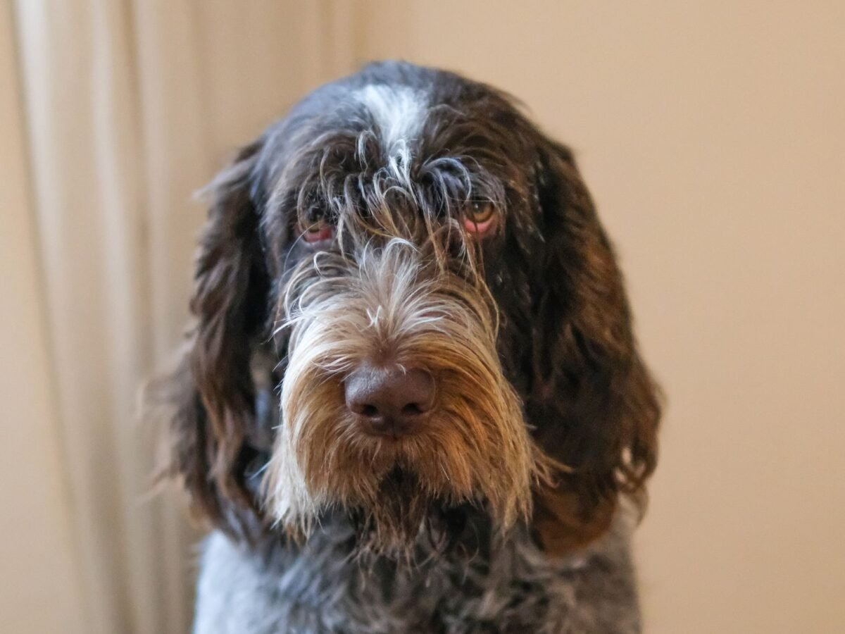 Spinone Italiano im Foto