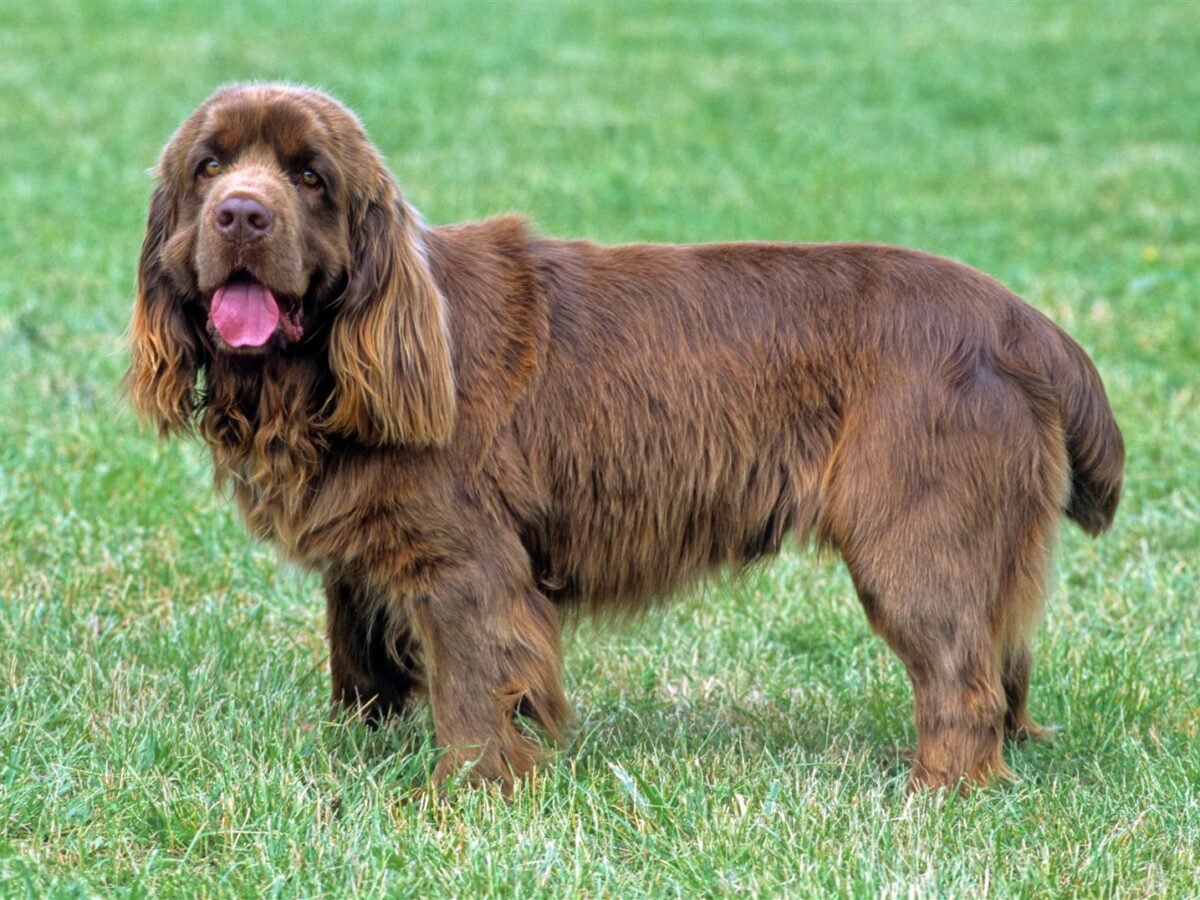 Sussex Spaniel im Foto