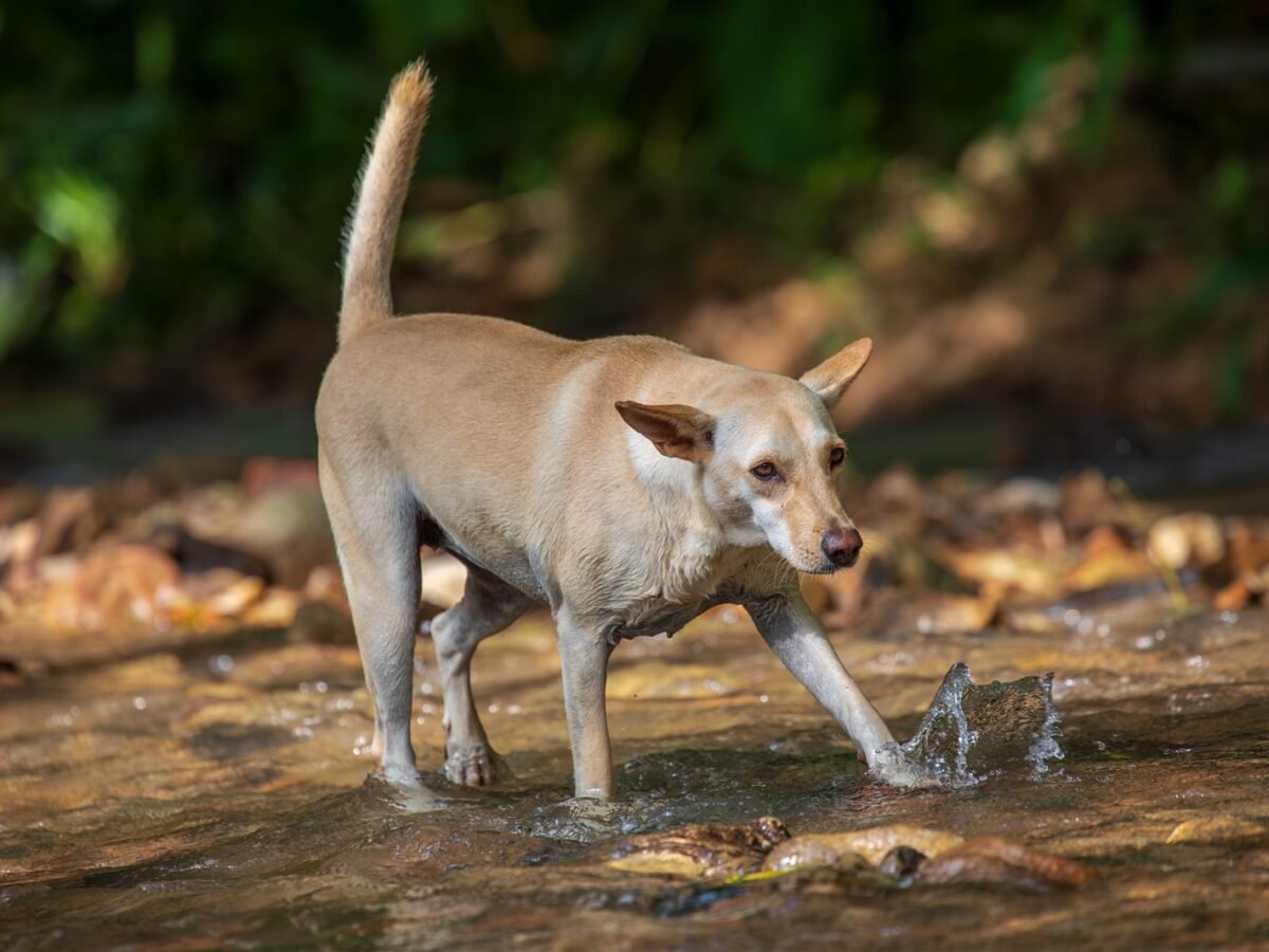 Taiwan Dog im Foto