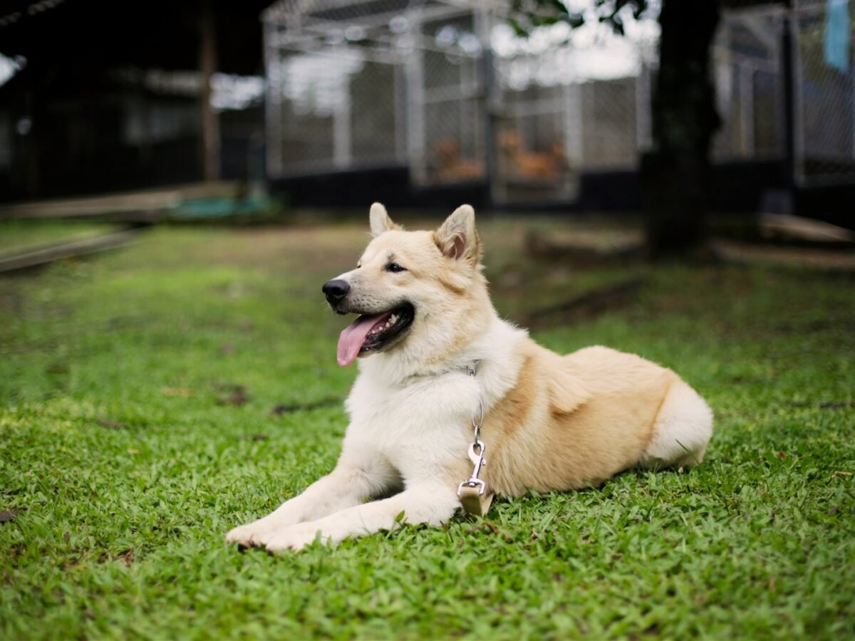 Thai Bangkaew Dog im Foto