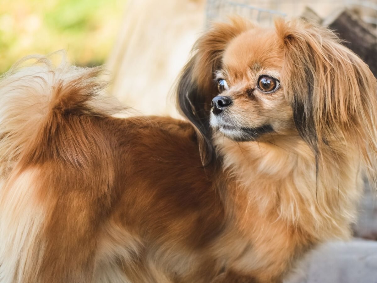 Tibet Spaniel im Foto