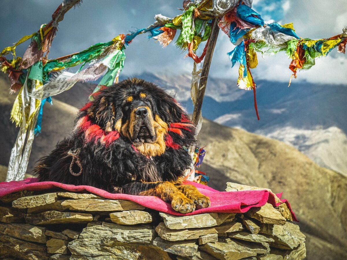 Tibetdogge im Foto