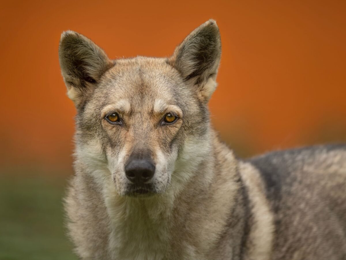 Tschechoslowakischer Wolfhund im Foto