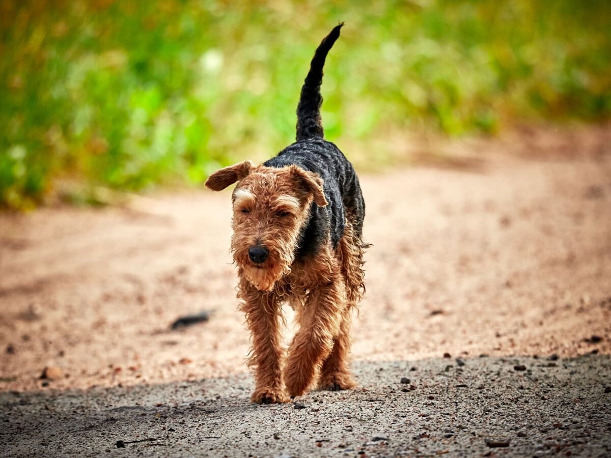 Welsh Terrier im Foto