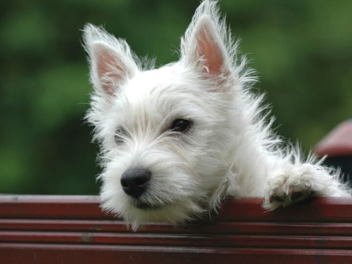 West Highland White Terrier im Foto