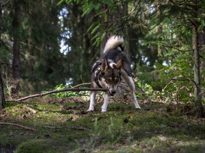 Westsibirischer Laika im Foto