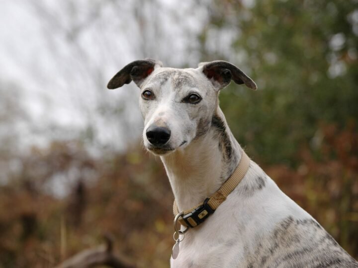 Whippet im Foto