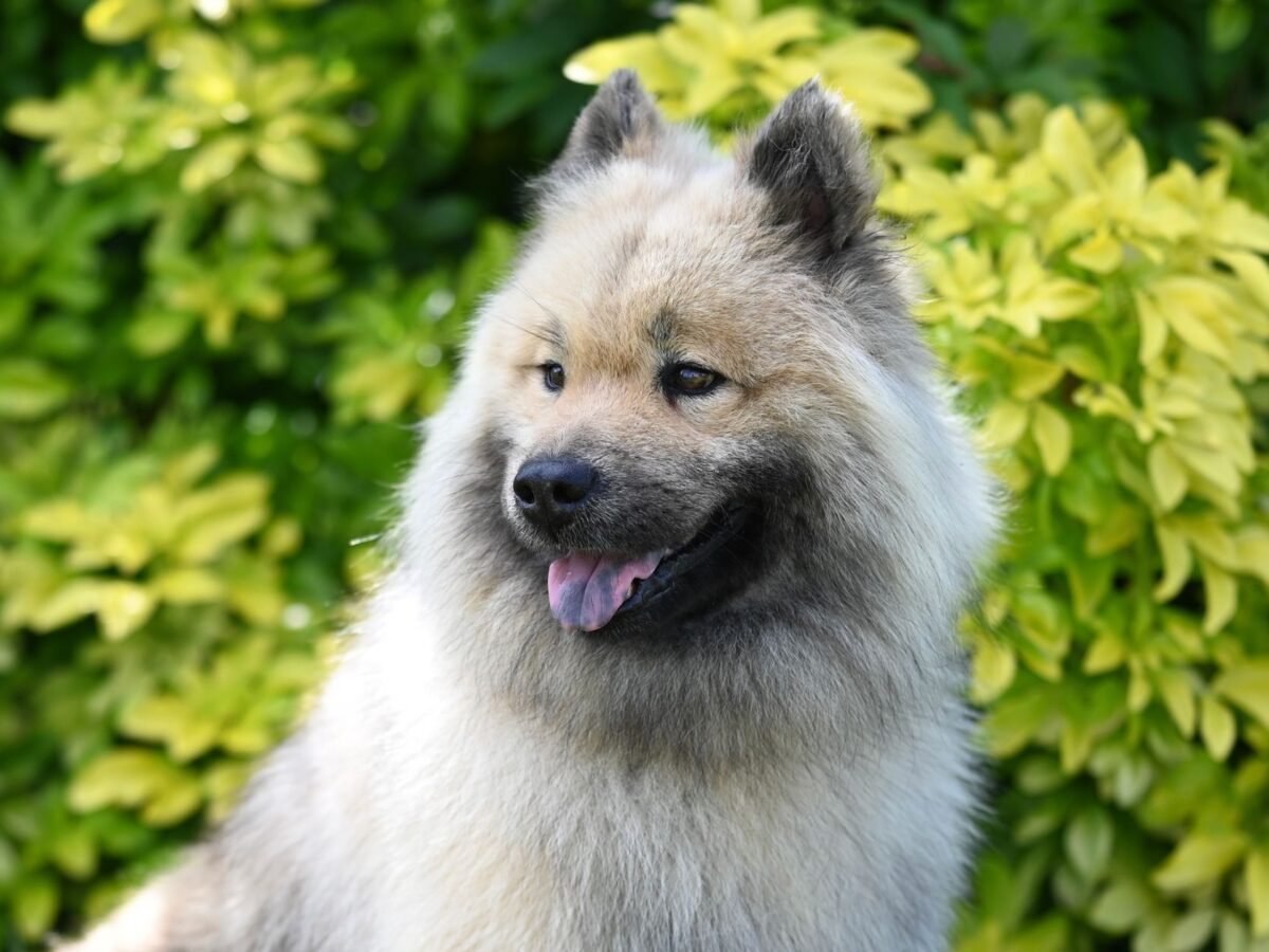 Wolfsspitz im Foto