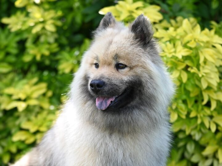 Wolfsspitz im Foto