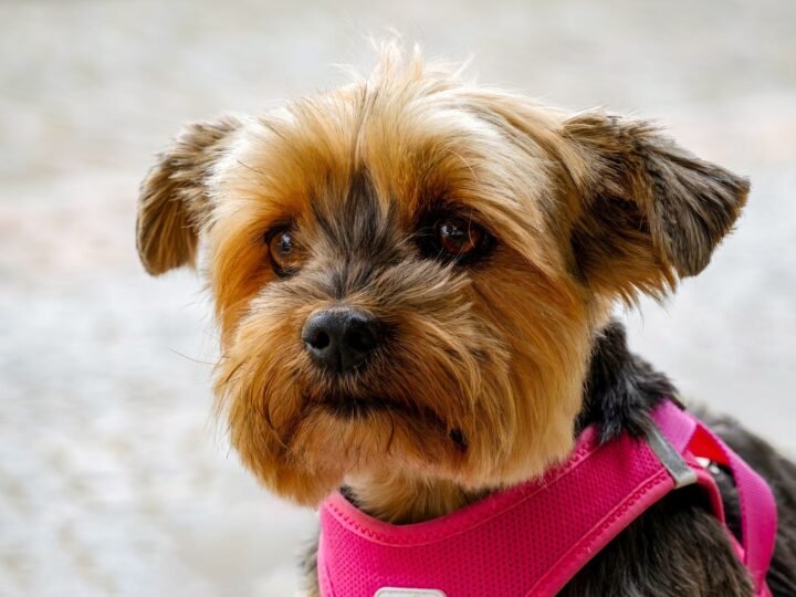 Yorkshire Terrier im Foto